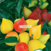 รูปภาพของ  Hạt giống Ớt Ngũ Sắc (TQ )