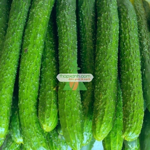 Gambar  Hạt giống Dưa Chuột Gai, dưa leo (TQ)