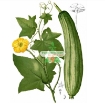 Gambar  Hạt giống Mướp Hương (TQ)