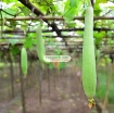 Gambar  Hạt giống Mướp Hương (TQ)