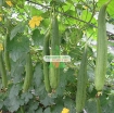 Gambar  Hạt giống Mướp Hương (TQ)
