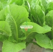 Gambar Hạt giống rau Xà Lách Romaine Xanh