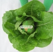 Gambar Hạt giống rau Xà Lách Romaine Xanh