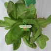 Gambar Hạt giống rau Xà Lách Romaine Xanh