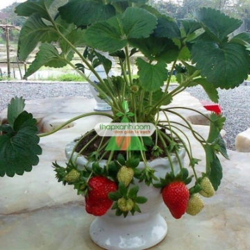 Ảnh của Cây Dâu Tây (Lớn)