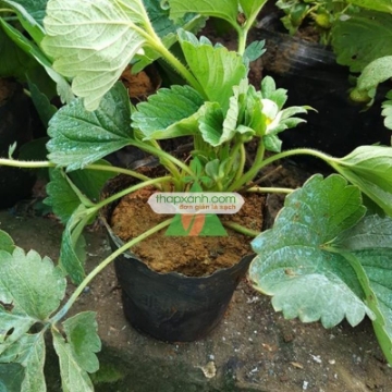 Ảnh của Cây Dâu Tây (Nhỏ)