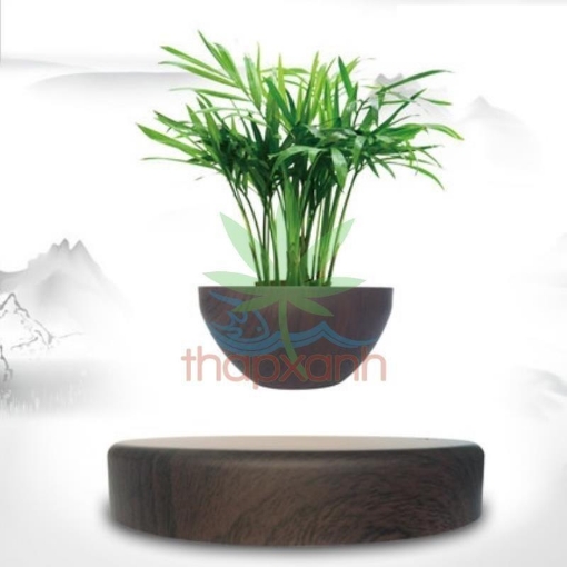 Picture of Chậu cây bay (Air bonsai) (gỗ nâu)