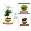 Ảnh của Chậu cây bay (Air bonsai) (gỗ)