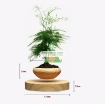 Ảnh của Chậu cây bay (Air bonsai) (gỗ)