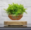 Ảnh của Chậu cây bay (Air bonsai) (gỗ)