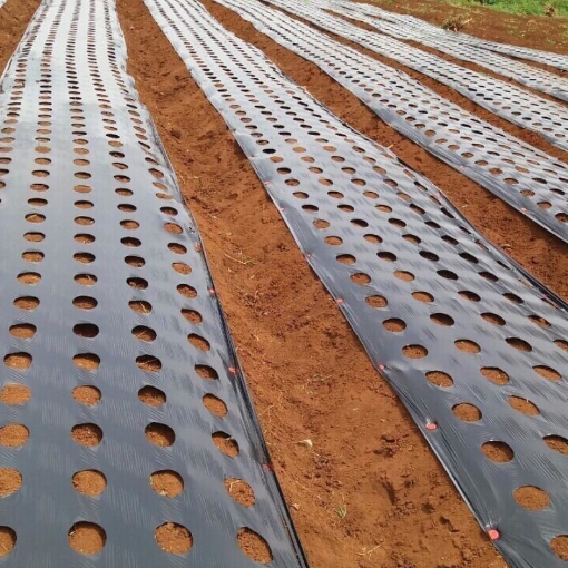 Ảnh của Màng phủ nông nghiệp, Màng phủ chống cỏ, Màng PE đen giữ ẩm cho đất, Bạt phủ chống cỏ