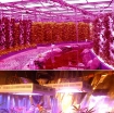 รูปภาพของ Đèn Led trồng cây GL-R1200, đèn trồng cây, led grow light (Veg, Bloom)