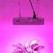 Ảnh của Đèn Led trồng cây đủ phổ GL-300W, Đèn led hỗ trợ trồng cây trong nhà, Led grow light