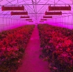 รูปภาพของ Đèn Led trồng cây đủ phổ GL-1800W, Đèn led hỗ trợ trồng cây trong nhà, Led grow light