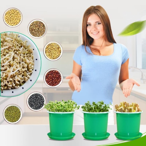 Picture of Chậu trồng giá đỗ KOI-21, Khay trồng rau mầm, Máy trồng đậu hà lan đá Maifan