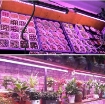 Gambar Đèn trồng cây T8-0618 18W, Đèn nuôi cấy mô, Đèn led trồng rau trong nhà (0.6m)