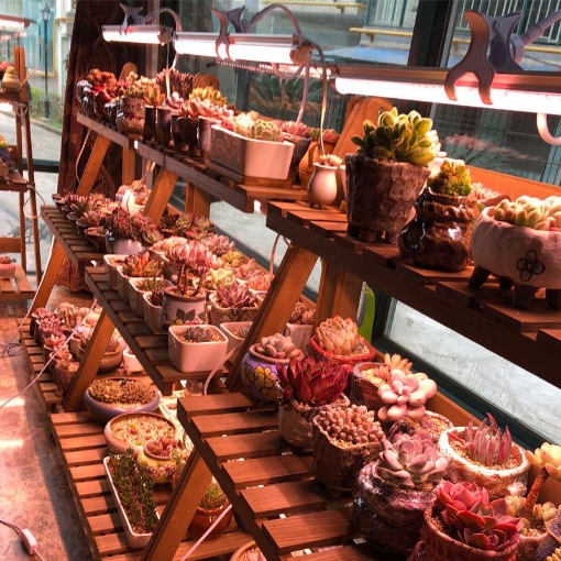 รูปภาพของ Đèn trồng cây T8-1236 36W, Đèn nuôi cấy mô, Đèn led trồng rau trong nhà (1.2m)