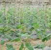 图片 Lưới giàn dưa leo dưa chuột 1.8 x 100m ONL-100, Lưới làm giàn mướp đắng, khổ qua. Lưới làm giàn đỗ, đậu