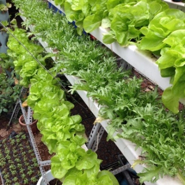 Hình ảnh cho danh mục Thủy canh Aquaponics