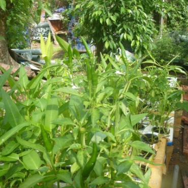 Hình ảnh cho danh mục Thủy canh tĩnh