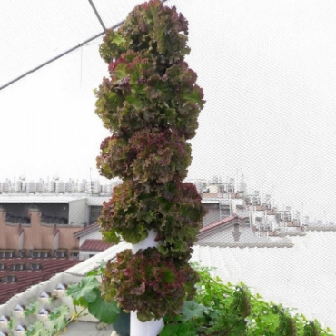 Hình ảnh cho danh mục Tường thủy canh, Vườn đứng