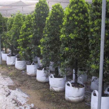 Hình ảnh cho danh mục Túi trồng, Lều, Tháp rau