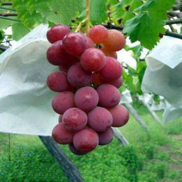 Hình ảnh cho danh mục Túi bảo vệ trái cây