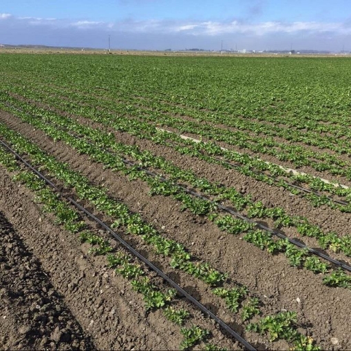 Ảnh của Dây tưới nhỏ giọt 1602.40.2L, Băng nhỏ giọt bù áp Dây bẹt PE, Mắt 40 cm, Dày 0.2 mm, 1000m