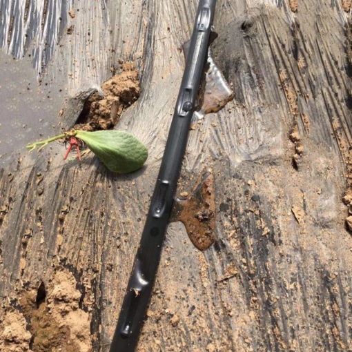 Ảnh của Dây tưới nhỏ giọt 1602.50.2L, Băng nhỏ giọt bù áp Dây bẹt PE, Mắt 50 cm, Dày 0.2 mm, 1000m