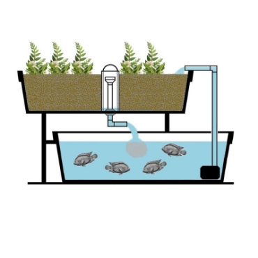 Hình ảnh cho danh mục Aquaponics