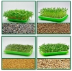 Picture of Bộ kit Khay trồng rau mầm thủy canh chuyên dụng TKM-5.5, Khay, Giá đỡ, Vòi xịt, Hạt giống