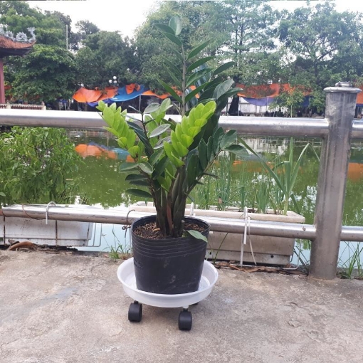 Picture of Giá để chậu hoa bằng nhựa TDT-29 cm, Kệ để chậu cây cảnh 4 bánh trong suốt, Đế chậu cây có bánh xe lăn