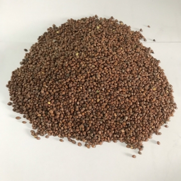 Ảnh của Hạt giống rau mầm Củ Cải Trắng (kg), Hạt giống New Zealand, Đà Lạt