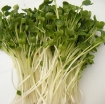 Ảnh của Hạt giống rau mầm Củ Cải Trắng (kg), Hạt giống New Zealand, Đà Lạt
