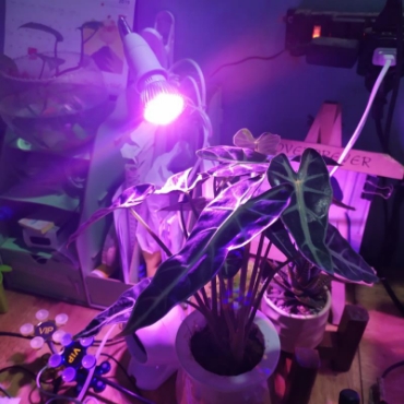 Hình ảnh cho danh mục Phụ kiện đèn