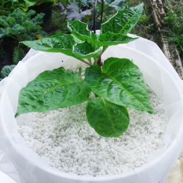 Hình ảnh cho danh mục Giá thể, Đất trồng