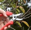 Ảnh của Kéo tỉa cây SK-1, Kéo cộng lực cắt cành, Kìm bấm tỉa cây bon sai mỏ cong thép SK5