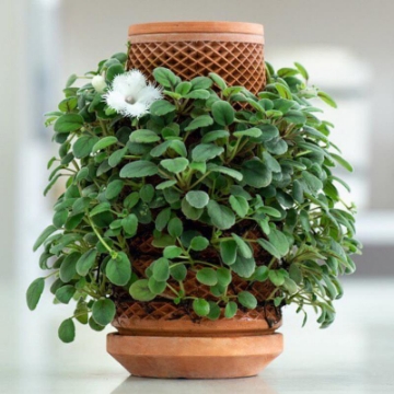 Ảnh của Chậu gốm trồng thủy canh tự thẩm thấu TG-01 Terraplanter, Chậu gốm trồng cây cảnh để bàn