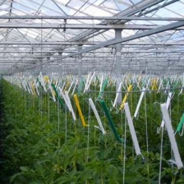 Ảnh của Móc treo thép kèm 6m dây treo MDT-6, Móc treo dưa lưới, dưa leo, Dây treo cà chua