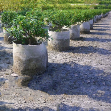 Ảnh của Túi trồng cây 2 quai Φ45*H40, Túi trồng cây công trình bằng Vải địa kỹ thuật không dệt