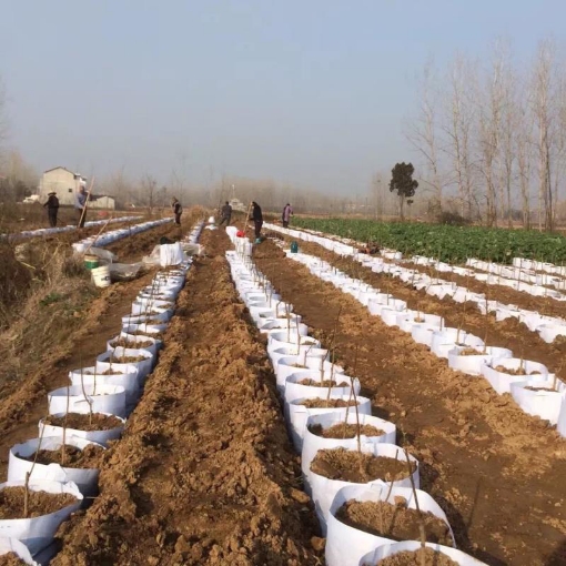 图片 Túi trồng cây 2 quai Φ50*H40, Túi trồng cây công trình bằng Vải địa kỹ thuật không dệt