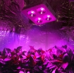 รูปภาพของ Đèn Led trồng cây đủ phổ COB-4, Đèn led hỗ trợ trồng cây trong nhà, Led grow light