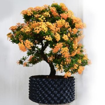 Ảnh của Bầu ươm cây công trình BLV-60, Chậu trồng cây có lỗ thoáng khí cao 60 cm dày 0.7 mm nhựa PET