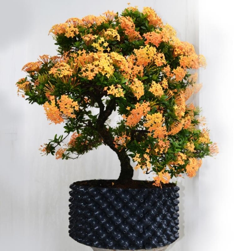 Picture of Bầu ươm cây công trình BLV-80, Chậu trồng cây có lỗ thoáng khí cao 80 cm dày 0.7 mm nhựa PET