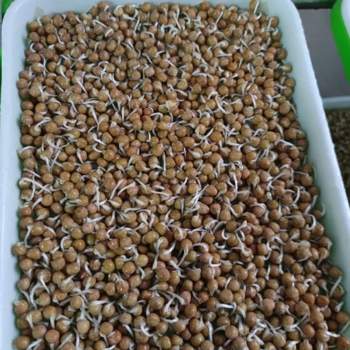 Ảnh của Hạt giống rau mầm Đậu Hà  Lan, Hạt mầm Đậu Hà Lan không chất bảo quản (kg)