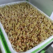 Ảnh của Hạt giống rau mầm Đậu Hà  Lan, Hạt mầm Đậu Hà Lan không chất bảo quản (kg)