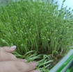 Ảnh của Hạt giống rau mầm Đậu Hà  Lan, Hạt mầm Đậu Hà Lan không chất bảo quản (kg)