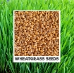 Gambar Hạt giống mầm Cỏ Lúa Mì, (Kg) Hạt mầm cỏ Lúa Mạch, Cỏ mèo, Wheat grass