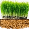 Gambar Hạt giống mầm Cỏ Lúa Mì, (Kg) Hạt mầm cỏ Lúa Mạch, Cỏ mèo, Wheat grass