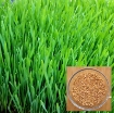 Gambar Hạt giống mầm Cỏ Lúa Mì, (Kg) Hạt mầm cỏ Lúa Mạch, Cỏ mèo, Wheat grass